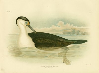 Cormorán Pío, 1891 de Gracius Broinowski